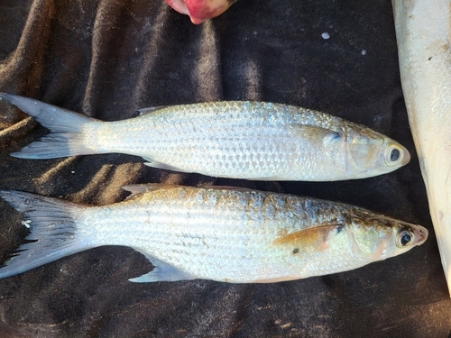 Largescaled mullet (Liza grandisquamis) — Mugilidae — 4