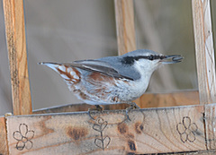 Sitta europaea
