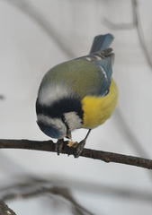 Cyanistes caeruleus