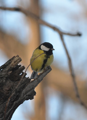 Parus major