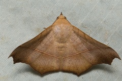 Chilkasa falcata