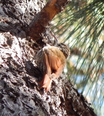 Lepidocolaptes leucogaster