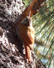 Lepidocolaptes leucogaster
