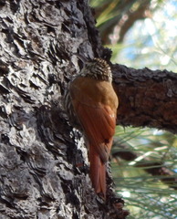 Lepidocolaptes leucogaster