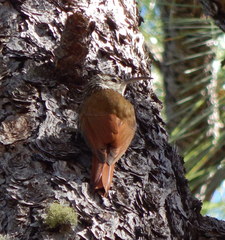 Lepidocolaptes leucogaster