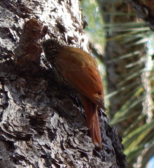 Lepidocolaptes leucogaster