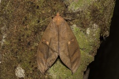 Phyllodes eyndhovii