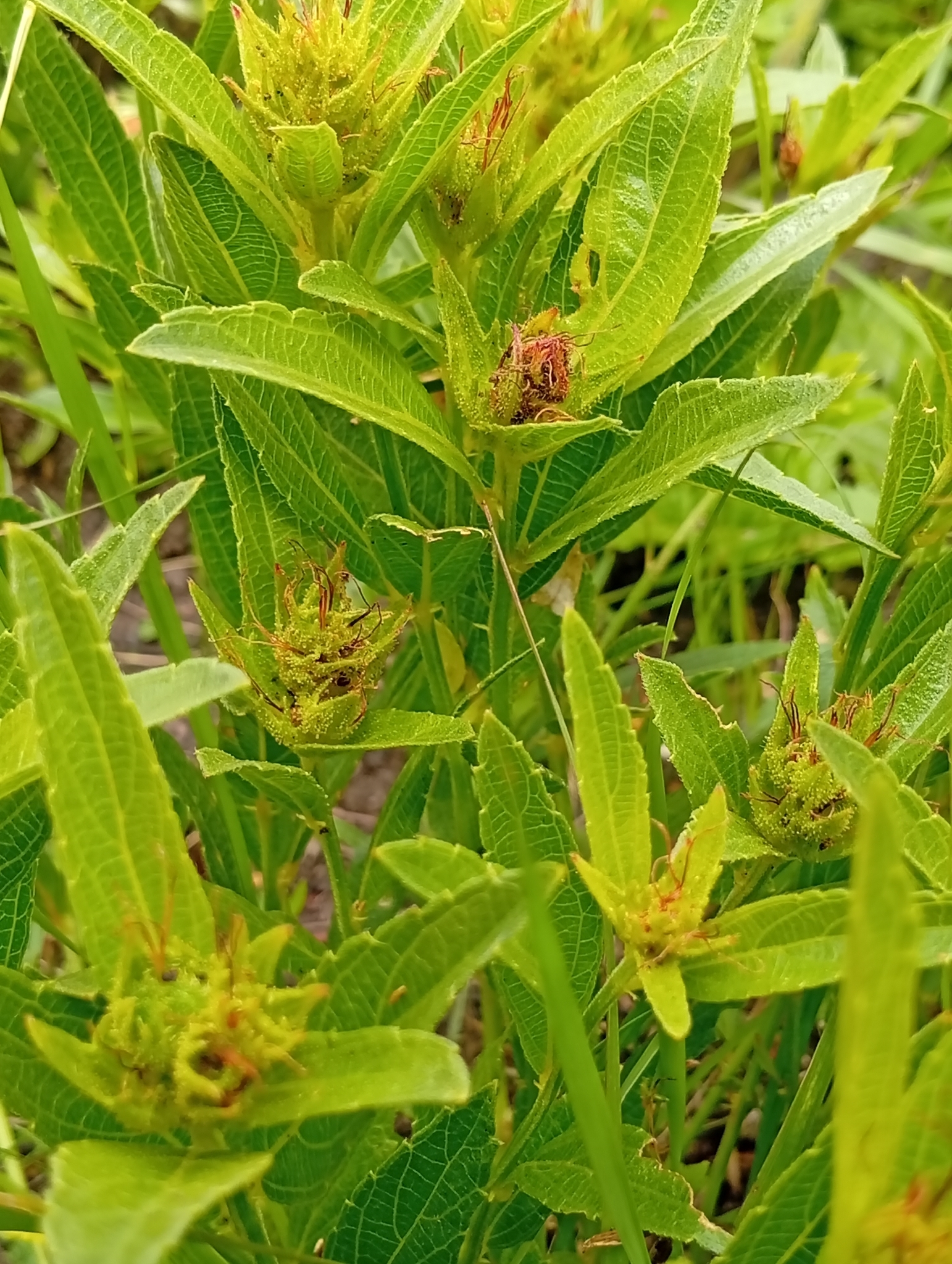 Acalypha punctata