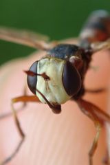 Physocephala vittata