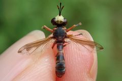 Physocephala vittata