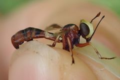 Physocephala vittata