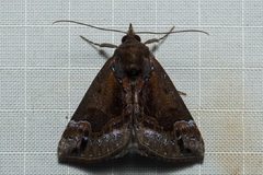 Hypena cyanea