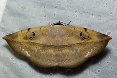 Hypopyra ossigeroides