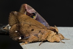 Ommatophora luminosa