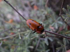 Tituboea sexmaculata