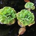 Water Lettuce - Photo (c) beingplace, some rights reserved (CC BY-NC), uploaded by beingplace