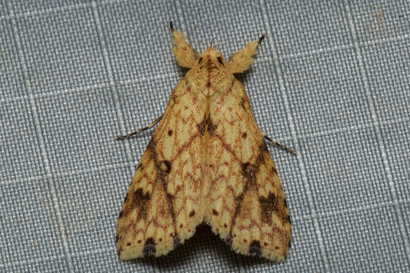 Tipasa obliquiflava