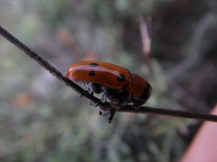 Tituboea sexmaculata