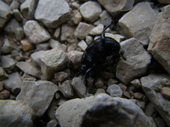 Timarcha goettingensis
