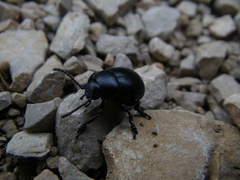 Timarcha goettingensis