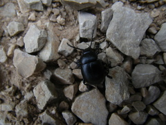 Timarcha goettingensis