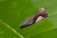 Statherotis leucaspis