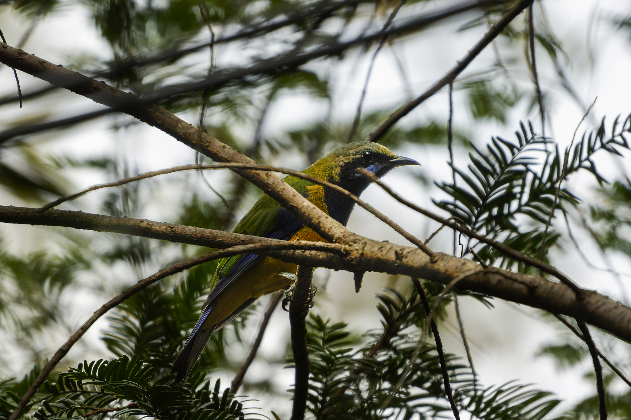 Orange-bellied Leafbird