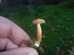 Agaricales