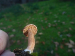 Agaricales