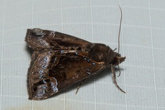 Hypena cyanea