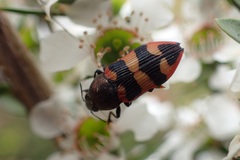 Castiarina marginata