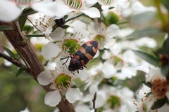 Castiarina marginata