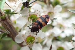 Castiarina marginata