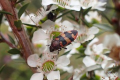 Castiarina marginata