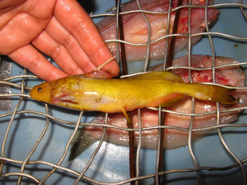 Ussuri catfish (Pelteobagrus ussuriensis) — Bagridae