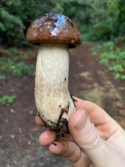 Leccinum manzanitae