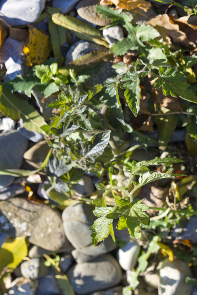 Solanum lycopersicum