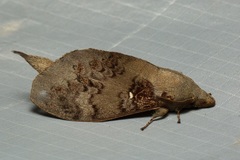 Kunugia florimaculata