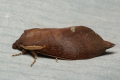 Kunugia latipennis