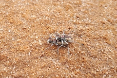 Rivacindela leucothrix