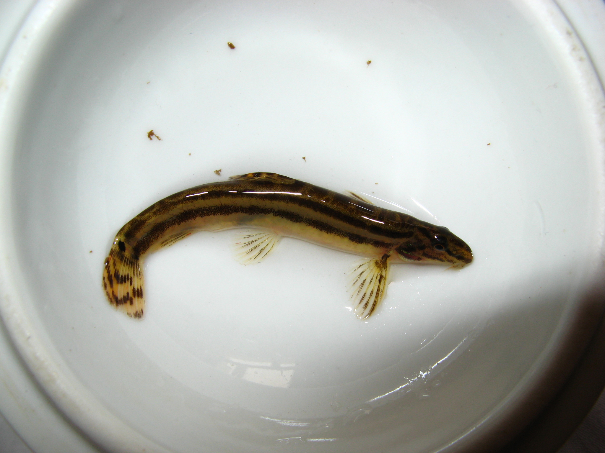 Luther's Spiny Loach photo 5