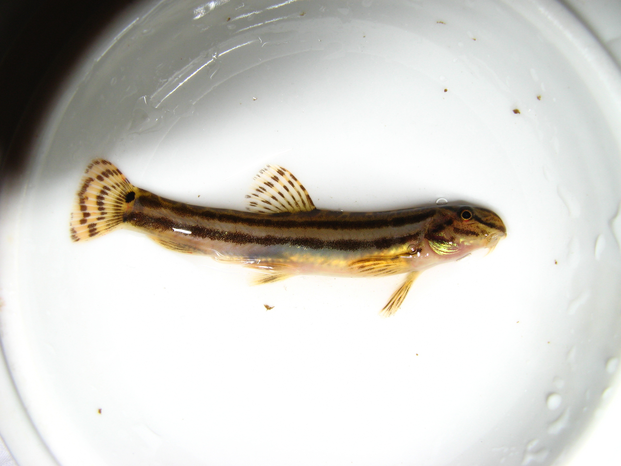 Luther's Spiny Loach photo 4
