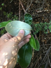 Brachyglottis buchananii