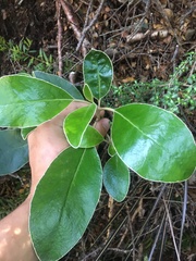 Brachyglottis buchananii