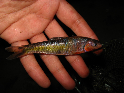 Thicklip Gudgeon