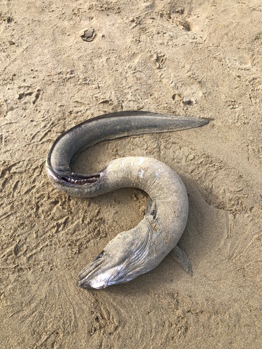 Conger conger