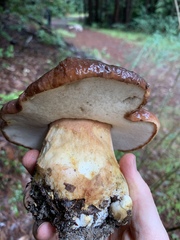 Boletus regineus