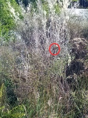 Poodytes punctatus punctatus