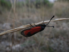 Zygaena erythrus