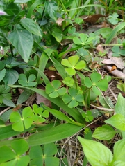 Marsilea minuta